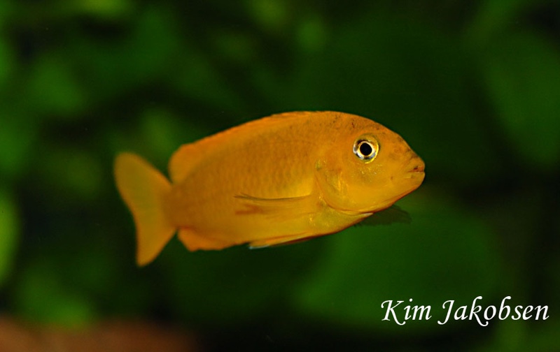 Chindongo saulosi 'Taiwanee Reef'